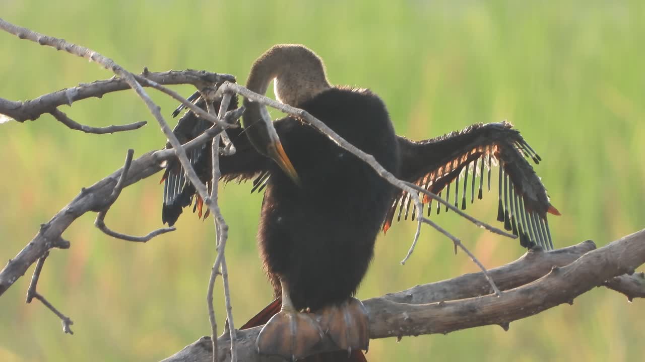 pollito anhinga enfriándose en el estanque.