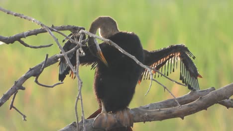 pollito anhinga enfriándose en el estanque.