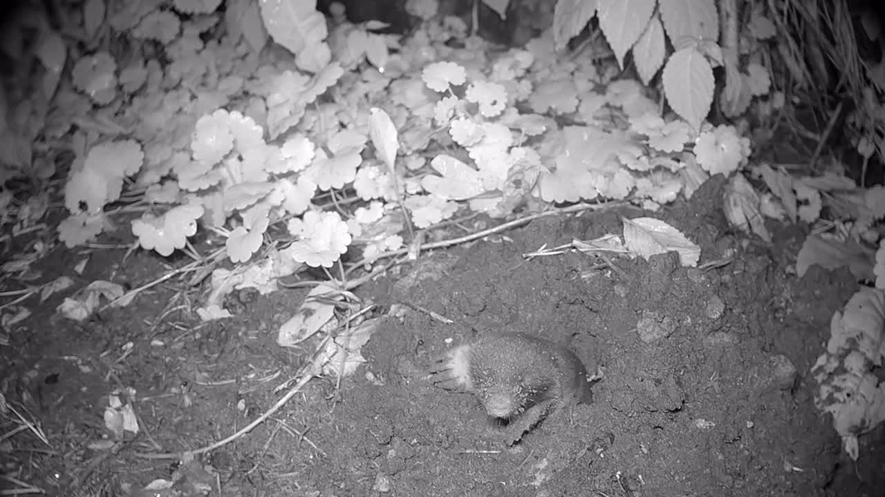 European mole (Talpa europaea) takes a moment to survey its surroundings. Estonia