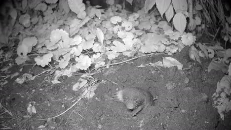 european mole (talpa europaea) takes a moment to survey its surroundings. estonia