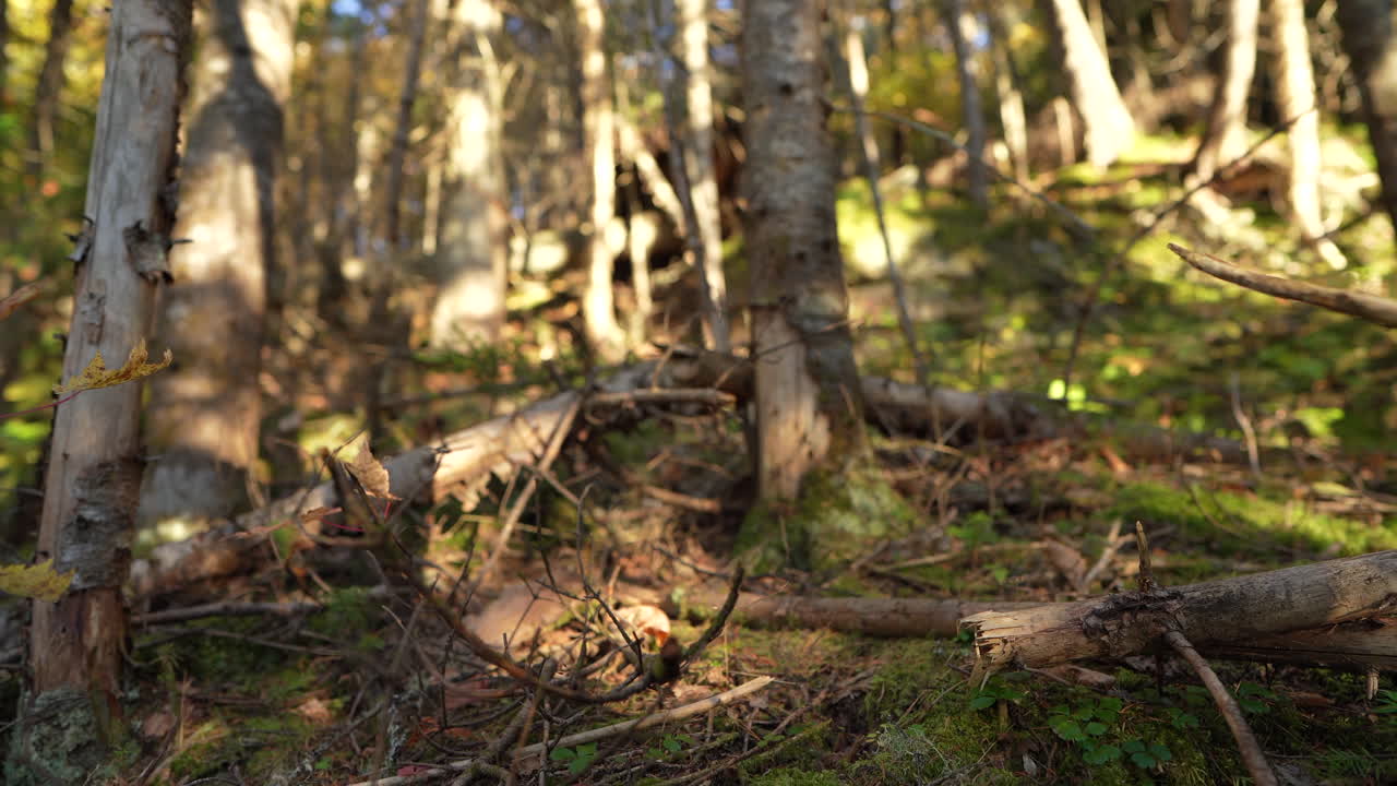 Close-up panorering af skovelementer i varmt efterårssollys i Mauricie, Quebec, Canada. Livligt løv, mos og skovteksturer skaber en fredfyldt, naturlig scene.