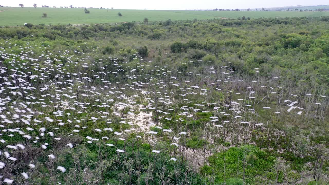 vista de drones de bandadas de garzas en dormitorios, pájaros, animales salvajes