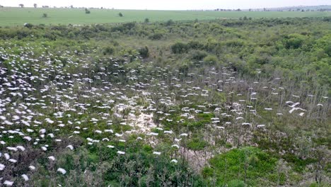 drone-view-of-flocks-of-herons-in-dormitory,-birds,-wild-animals