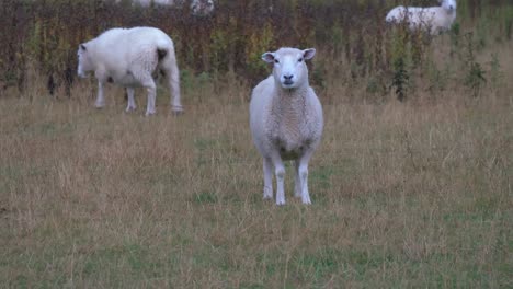 una curiosa oveja merino mira fijamente a la cámara en un corral en nueva zelanda