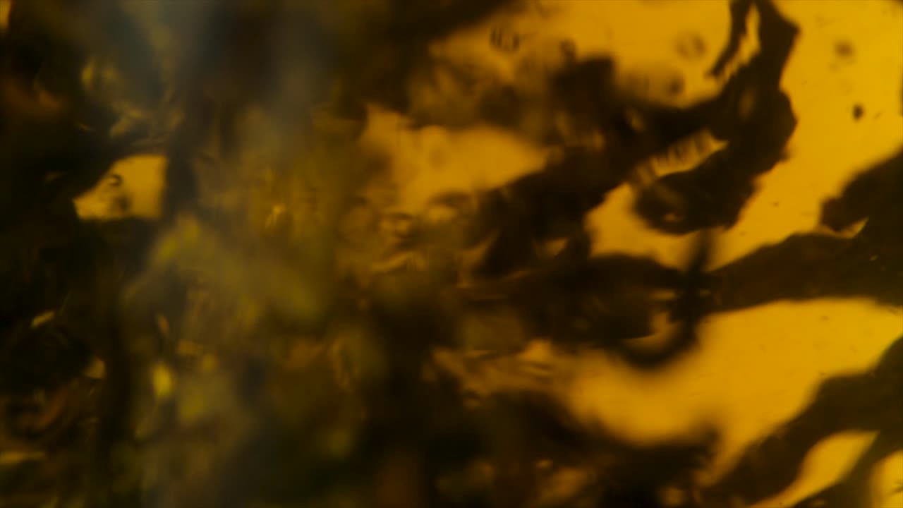 primer plano de hojas de té sumergidas en agua caliente