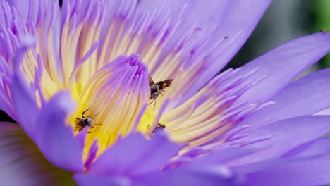 flor de loto púrpura de primer plano con enjambre de abejas en la superficie del agua