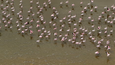 Flamencos-Caminando-Por-El-Agua-En-El-Lago-Katwe-En-Uganda