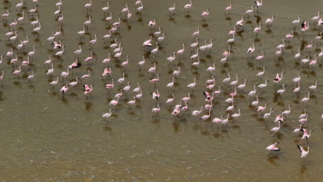 flamencos caminando por el agua en el lago katwe en uganda
