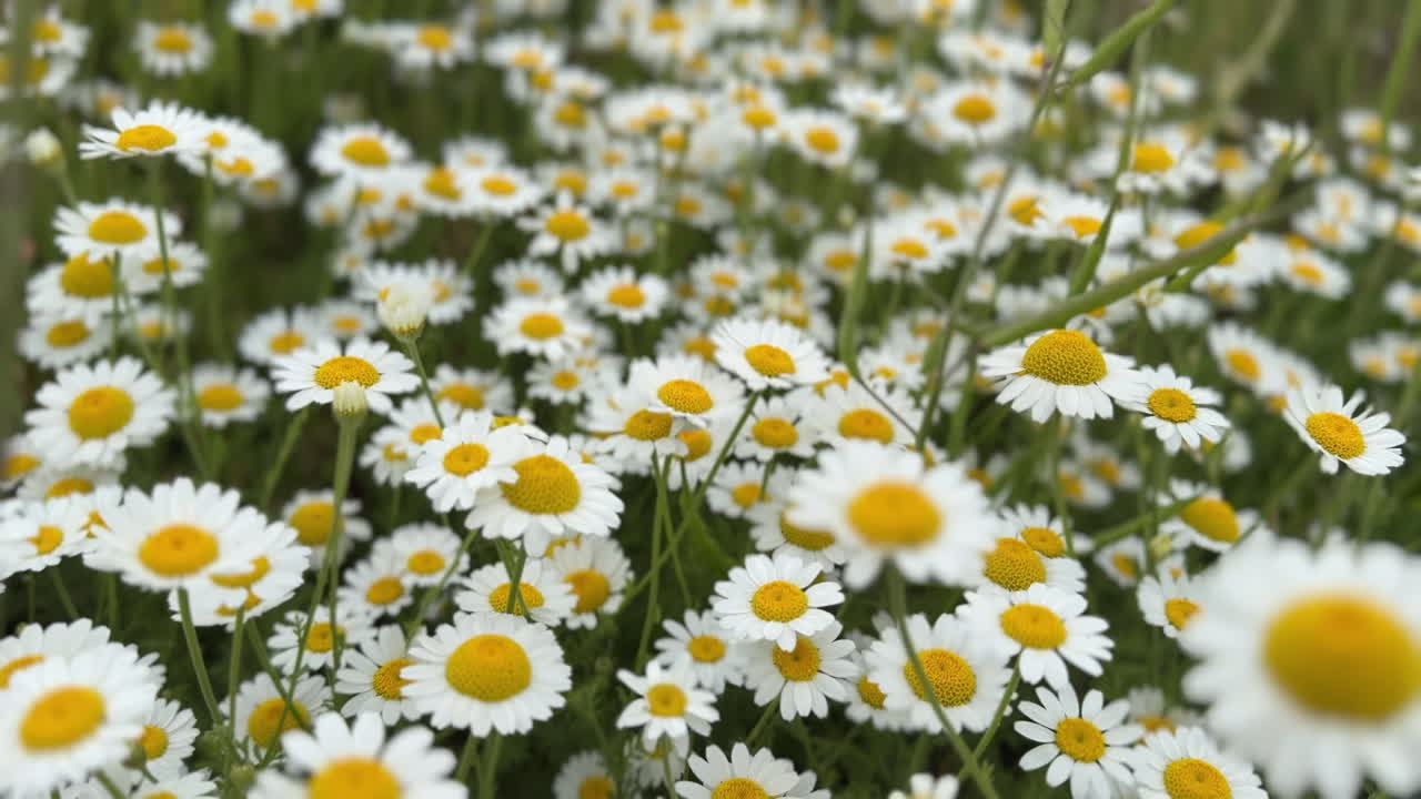 White chamomile flowers gently swaying in the wind