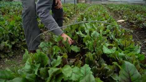 un agricultor recoge productos de un campo