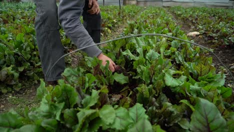 a farmer collects produce from a field