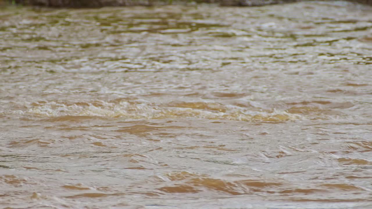 마사이 마라 국립 보호 구역, 케냐 북부 보호 구역 에서 머리 를 표면 위 에 올려놓고 떠오르는 물 물결 에서 헤엄치는 히포 히포포타무스 의 느린 영상