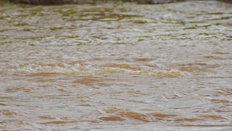 Slow-Motion-Shot-of-Hippo-Hippopotamus-swimming-in-the-Mara-river-water-waves-emerging-with-head-above-the-surface,-African-Wildlife-in-Maasai-Mara-National-Reserve,-Kenya,-North-Conservancy