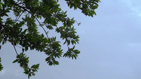 자연에서 평화로운 비가 오는 아침, 조용한 아침 장면, 바람에 부드럽게 흔들리는 초록색 잎으로 장식 된 나무 가지에 초점을 맞추고