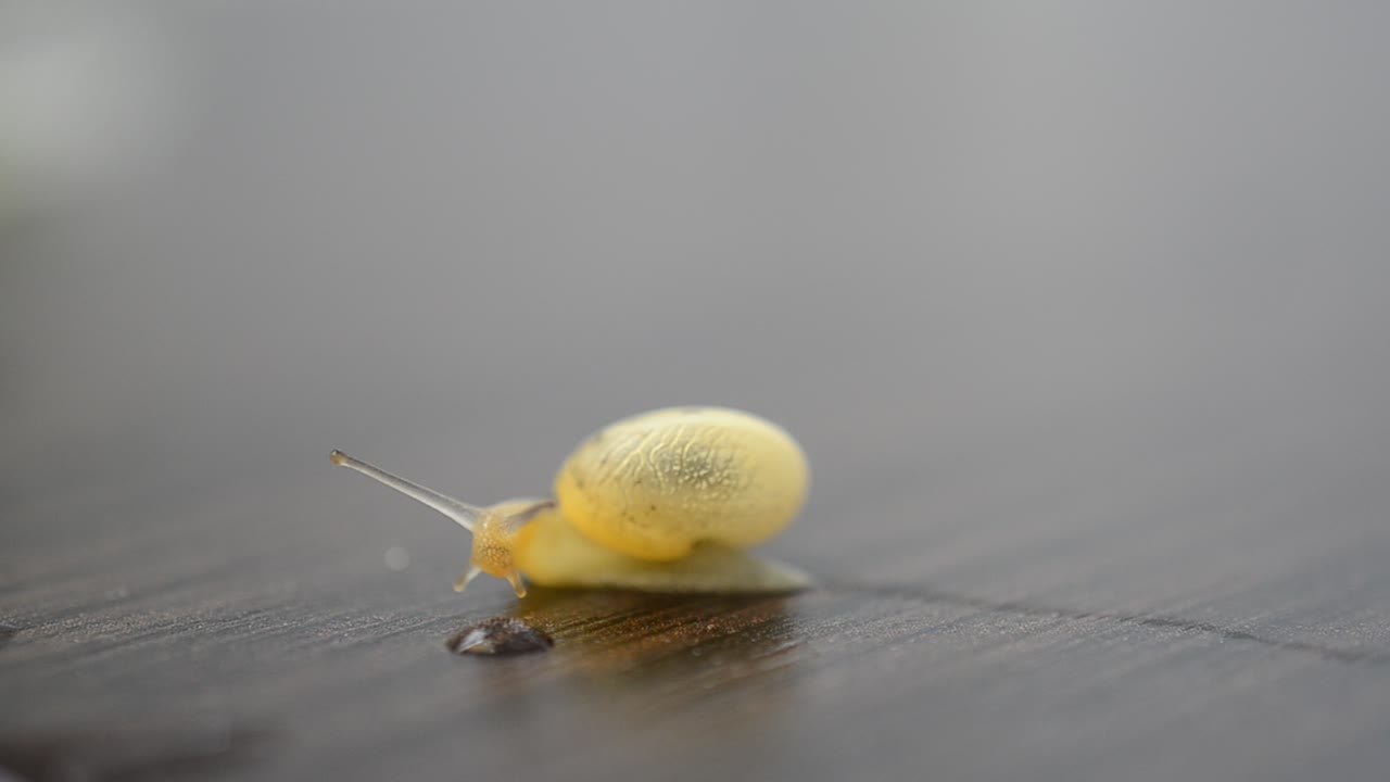 Affärsmöte, en snigel kryper på ett bord. Affärer och snigel.