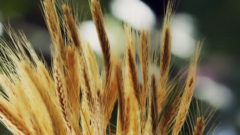 Weizenanbau-Auf-Einem-Weizenfeld,-Bokeh-Hintergrund