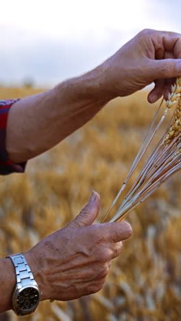 hands of old man holding a little bouquet of wheat spikelets. yellow ripe filed of corn at backdrop in blur. vertical video