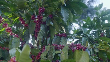 Una-Planta-De-Café-Llena-De-Granos-De-Café-Maduros-Rojos-En-Un-Campo-Ventoso