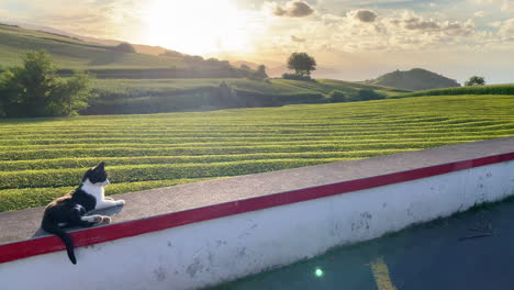 Lindo-Gato-Relájate-Y-Mira-La-Hermosa-Puesta-De-Sol-Junto-A-La-Plantación-De-Té