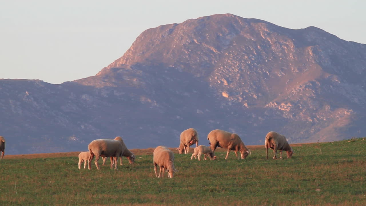 зеленые сельскохозяйственные угодья южной африки