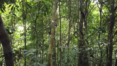 Aufnahme-Eines-Thomasblattaffen,-Der-Im-Regenwald-Von-Baum-Zu-Baum-Hüpft