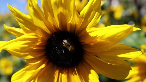 bee interacting with sunflower in piedmont, italy