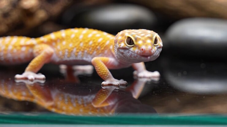 A Stunning Close-Up of a Vibrant Leopard Gecko Showcasing Its Unique Patterns and Colors While Moving Gracefully Across a Reflective Surface