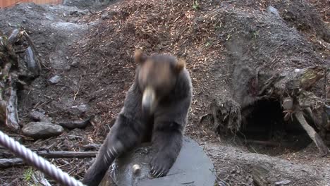 oso negro comiendo un trozo de carne arrojado por un turista