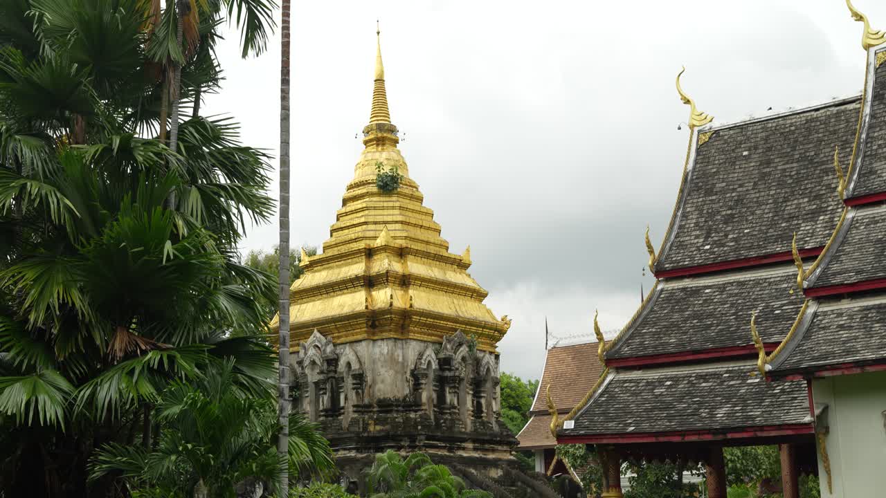 techo dorado del templo de wat chiang man con palmeras y céspedes