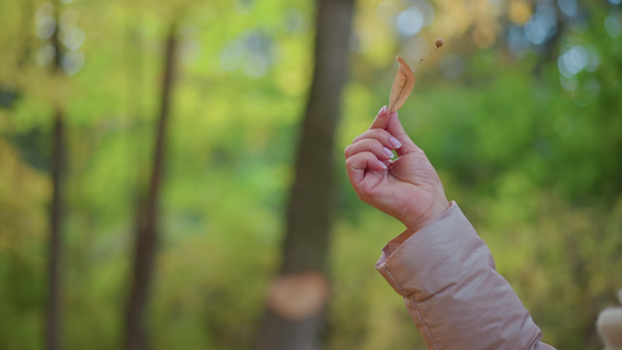 close up of feminine hand delicately holding dried seed pod and leaf against soft forest background with vibrant green and yellow hues, capturing serene appreciation of nature in autumn atmosphere