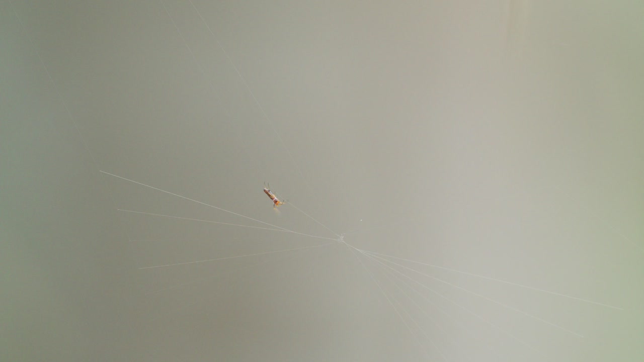 웹 위버 거미 바쁜 웹 회전의 와이드 샷