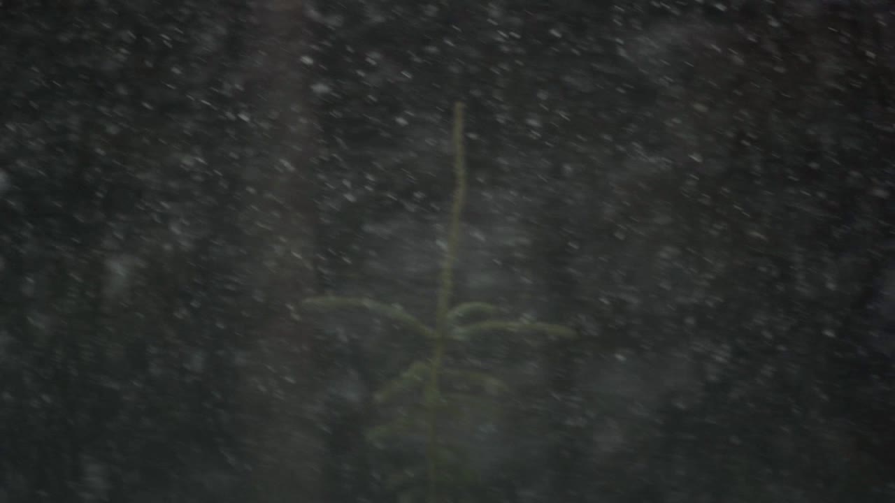 Snow falling in a forest with blurry background during a blizzard