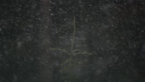 snow falling in a forest with blurry background during a blizzard