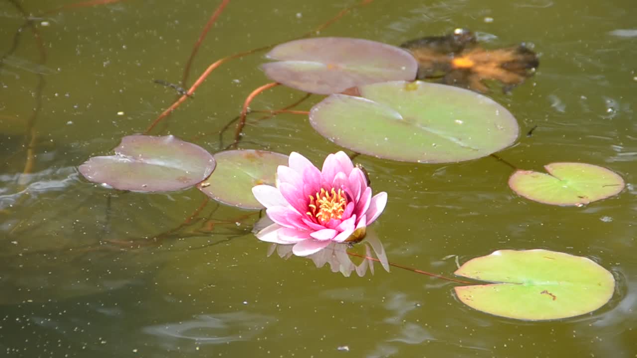 schöne rosa Wasserlilie (Lotus)