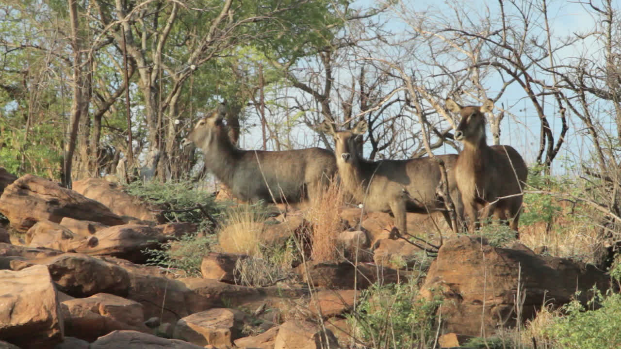 Three waterbucks standing on a ridge in the afternoon sunlight in the South African bush