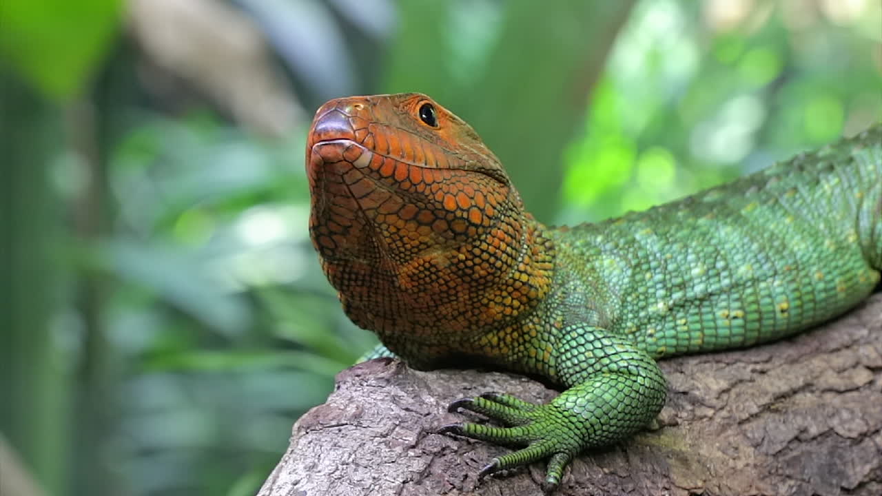 얼마나 멀리 뻗을 수 있는지 보여주기 위해 입을 벌리고 있는 카이만 도마뱀