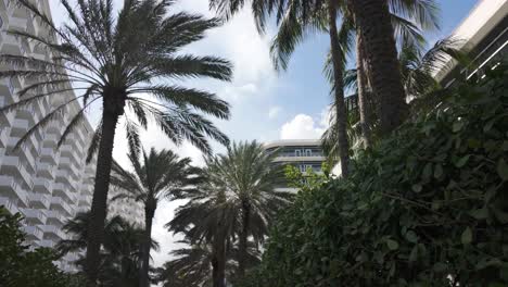 Hohe-Palmen-Umrahmen-Einen-Klaren-Blick-Auf-Moderne-Hochhäuser-Im-Sonnigen-Miami-Beach