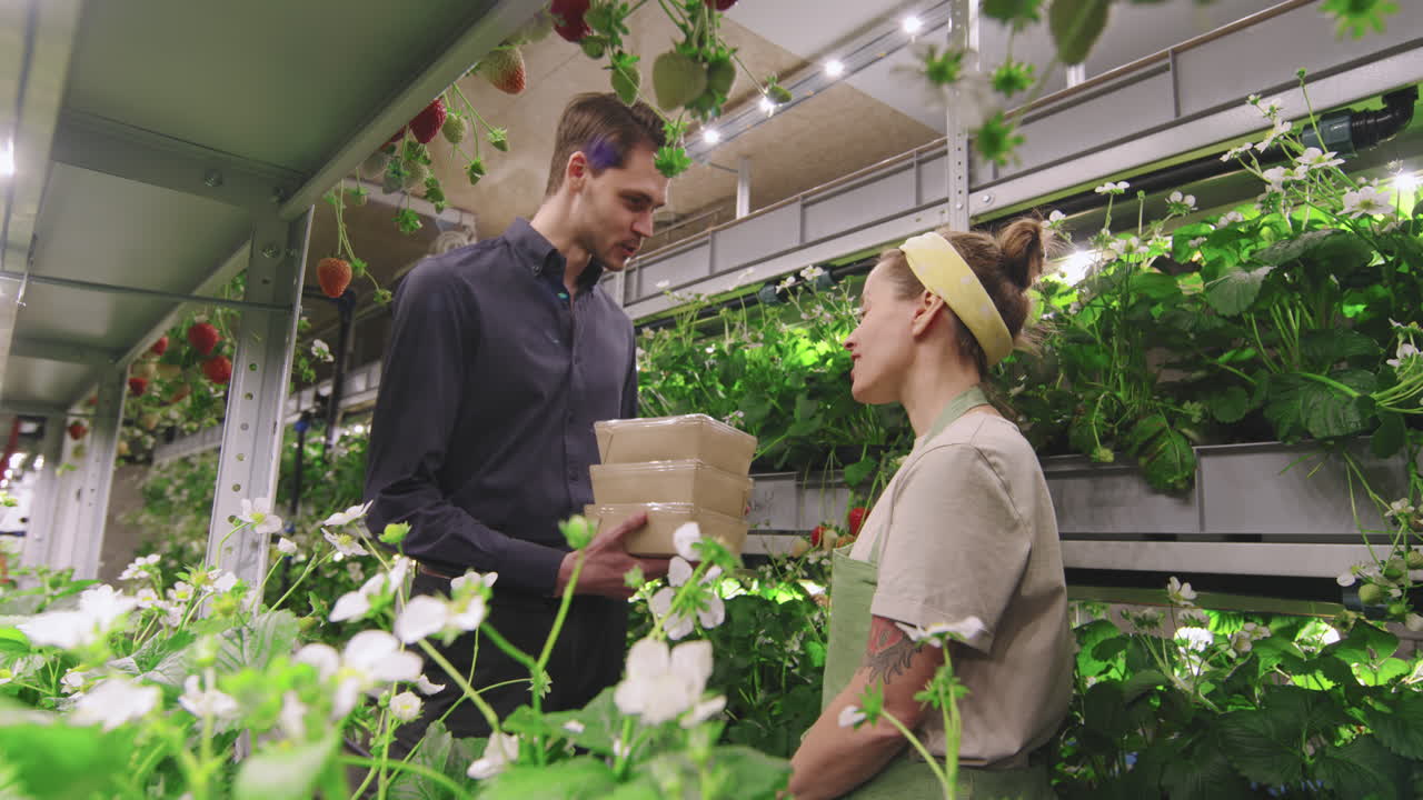 Buying Organic Strawberries In Greenhouse