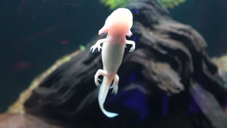 axolotl, a mexican salamander that lives in several lakes in mexico city, especially lake xochimilco