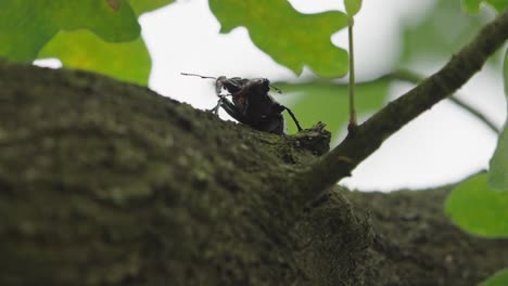 close-up für einen männlichen hirschkäfer mit riesigen kiefern, von unten gesehen, während er vor einem sturm über den zweig eines baumes geht