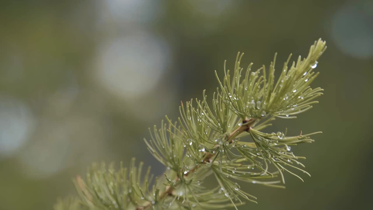 primer plano de agujas de pino húmedas