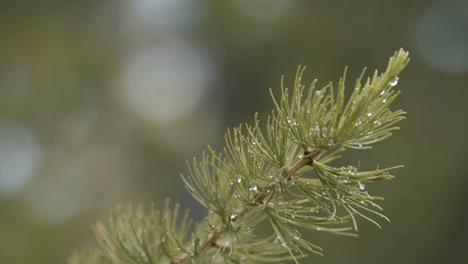 close-up of wet pine needles