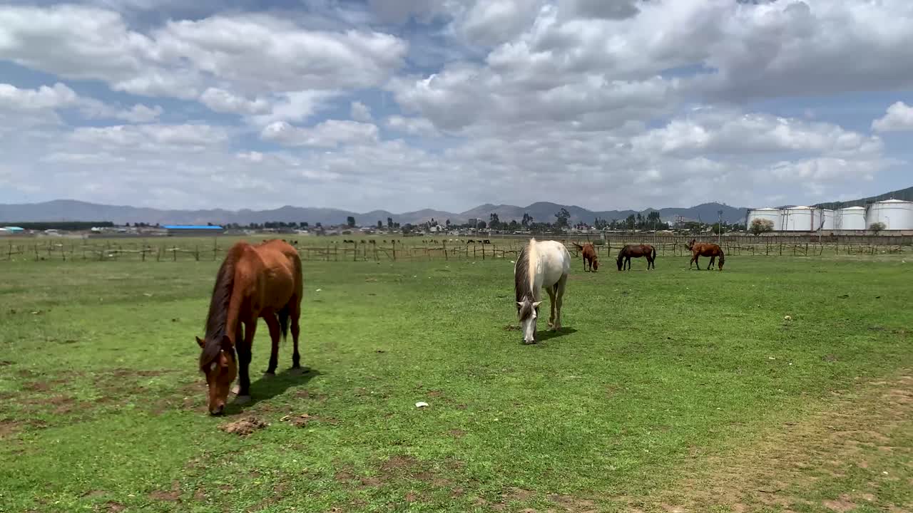 Horses eating grass big lush green land surround with wooden fences