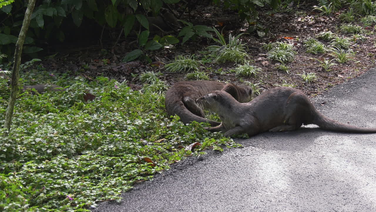 Una famiglia di lontre che si diverte al sole ai Giardini Botanici di Singapore