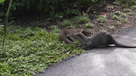 an otter family having fun in the sun at the singapore botanic gardens