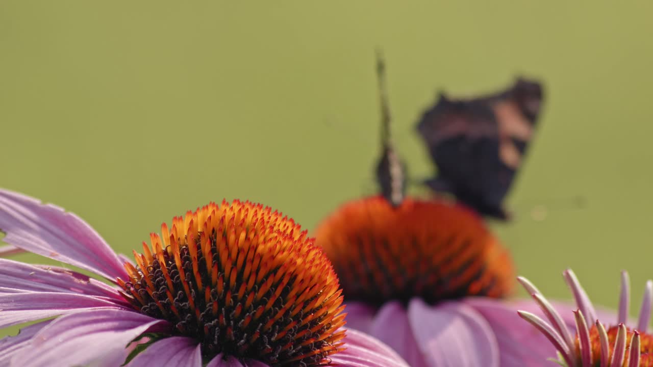 mariposa euroasiática con pequeño tortoiseshell donde se posan en hedgehog coneflower