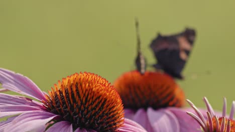 Eurasischer-Schmetterling-Mit-Kleinem-Schildpatt,-Der-In-Igel-Sonnenhut-Hockt