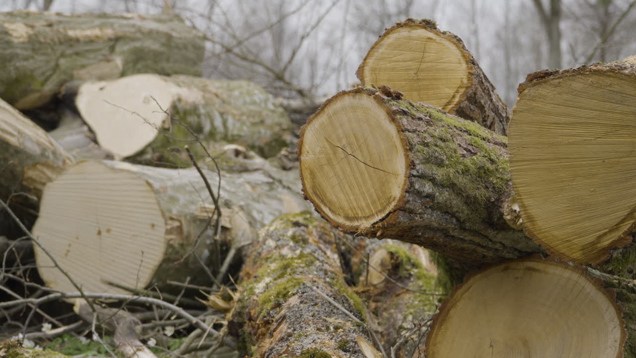 Stacked Freshly Cut Felled Timber Logs in a Forest - close-up panning