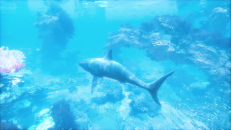 great white shark swimming in the ocean