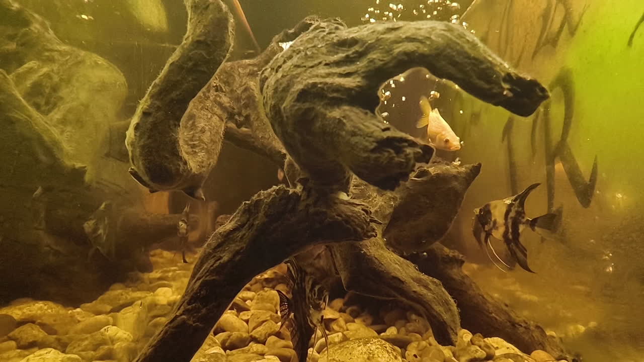 A freshwater aquarium. A large, textured piece of driftwood dominates the center, surrounded by small, light-colored gravel. Several fish swim around the driftwood.